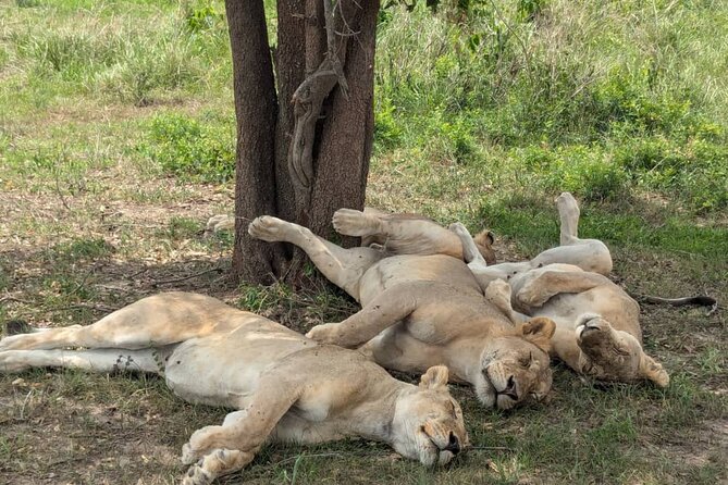 Mikumi National Park Day Trip by Train From Dar Es Salaam - Malundwe Mountain and the Acacia, Baobab, Tamarind mix you will actually notice