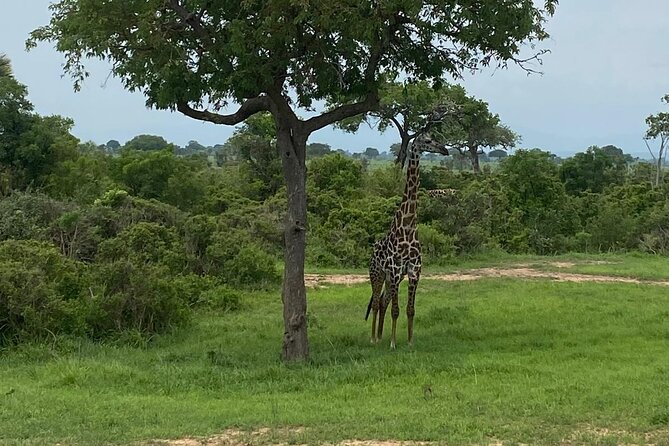 Mikumi National Park Day Trip by Train From Dar Es Salaam - Lunch inside the park: a real pause that keeps the safari enjoyable