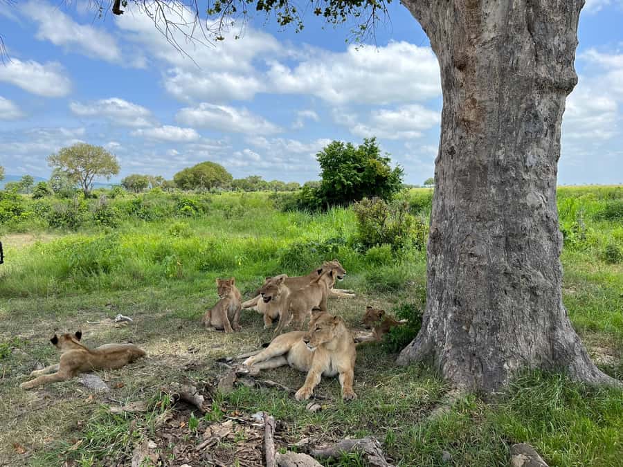 Mikumi National Park Day Visit - Key points that matter before you book