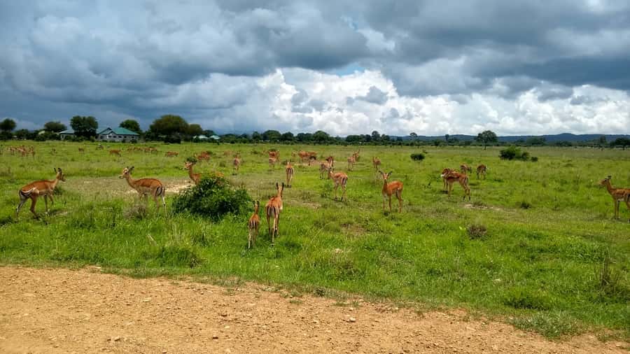Mikumi National Park Day Visit - Why Mikumi Works So Well for a One-Day Safari