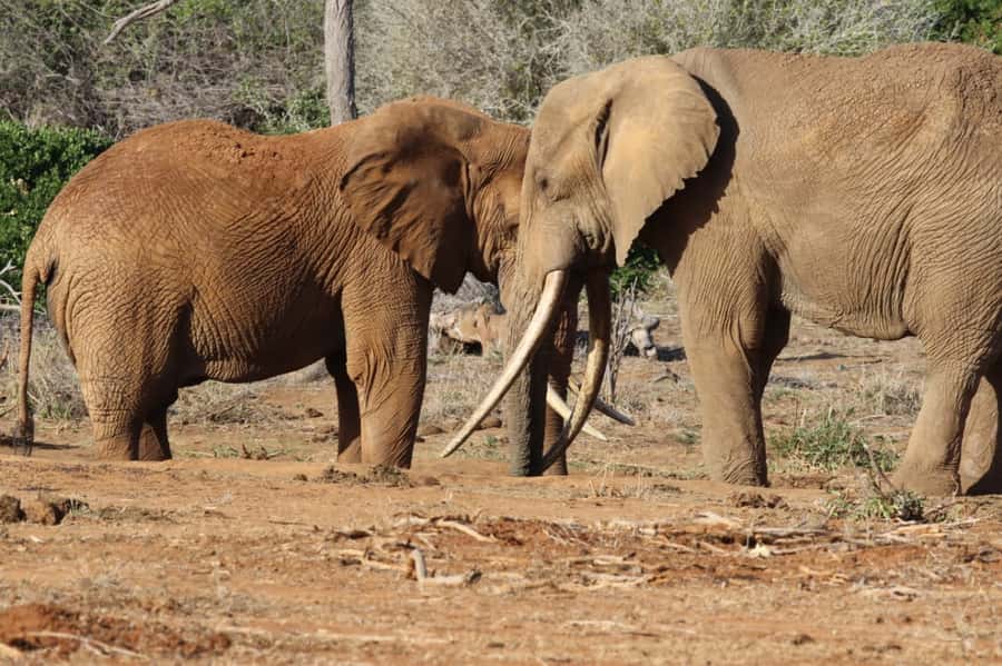 Mikumi National Park Day Visit - From Mikumi Airstrip to Open Jeep: What Morning Safari Time Is Like