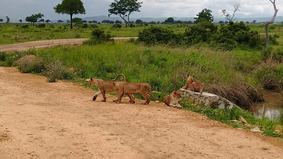 Mikumi National Park Day Visit - Animal Targets You Can Actually Plan Around