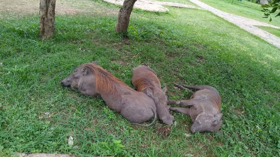 Mikumi National Park Day Visit - What Your Guide and Driver Quality Really Changes
