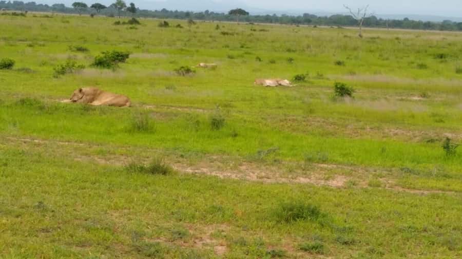Mikumi National Park Day Visit - Price and Value: Is $560 Worth It?