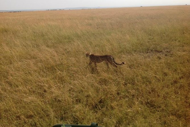 Mikumi national park full day tour from Dar es sallam - 5:00 am pickup and the long road: what to expect in the car