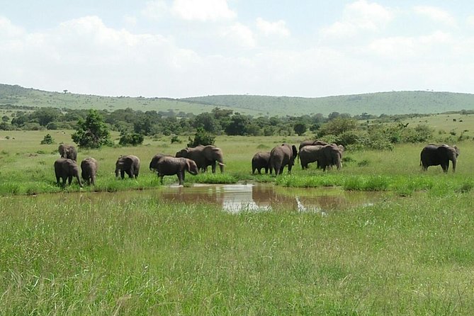 Mikumi national park full day tour from Dar es sallam - Wildlife variety you can realistically target, and what you might miss