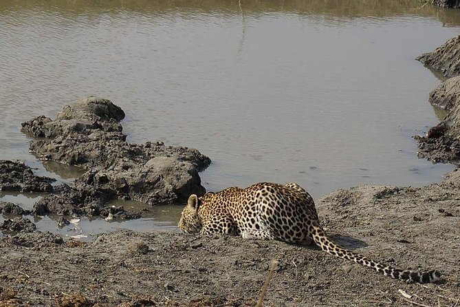 Mikumi National Park in a Day - A Day Tour from Morogoro - Why a 5:30 am departure matters in Mikumi