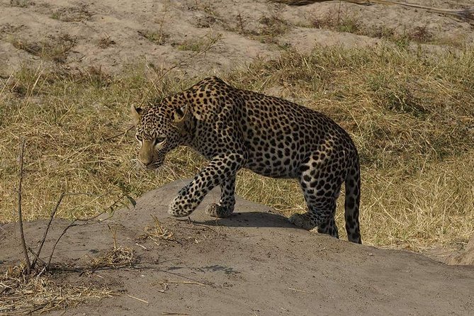 Mikumi National Park in a Day - A Day Tour from Morogoro - Price and value: what $320 includes, and why it’s fair