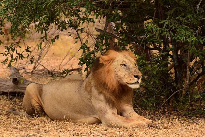 Mikumi National Park in a Day - A Day Tour from Morogoro - Maasai village option: adding culture without wrecking the safari
