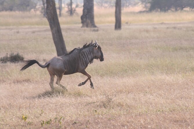 Mikumi National Park & Udzungwa Water Falls 3 Days Group Tour - Day 3 return to Dar es Salaam, plus optional Maasai village or snake park