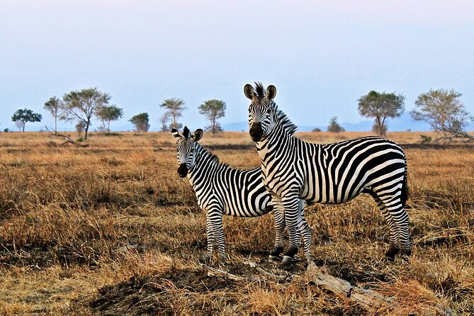 Mikumi National Park & Udzungwa Water Falls 3 Days Group Tour - Guide-led wildlife spotting and why Abdul and Emmanuel get named
