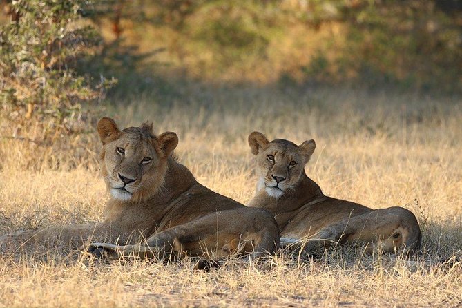 Mikumi Np Mid Range Tour 3 Days - Day 1: Afternoon arrival and late game drives in Mikumi