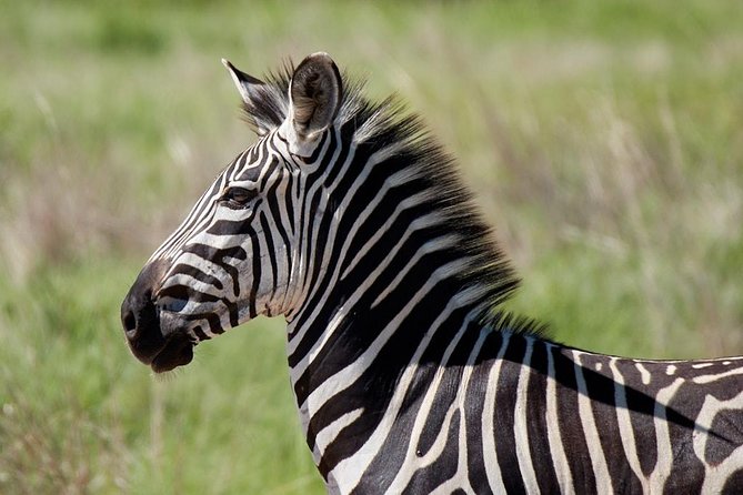 Mikumi Np Mid Range Tour 3 Days - Day 3: Early morning safari, then return to Dar es Salaam