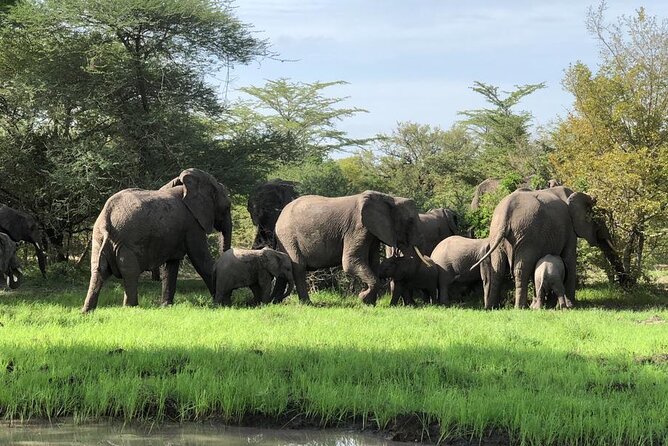 Mikumi Safari Tour: Day Trip Return Flight From Zanzibar - Zanzibar to Mikumi in one day: how the “return flight” safari fits your schedule