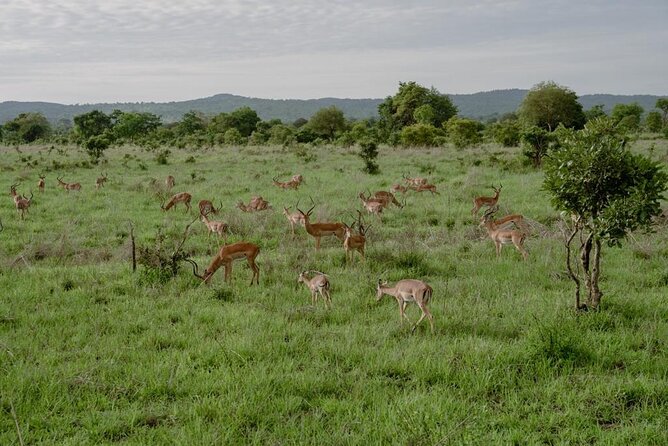 Mikumi Safari Tour: Day Trip Return Flight From Zanzibar - When flights slip: how to think about timing on a day trip