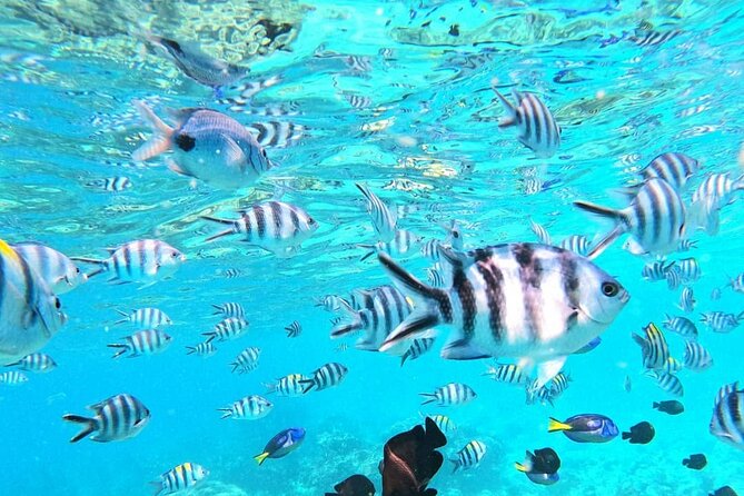 Mnemba Atoll - Snorkeling around Mnemba Island: your fish and coral checklist