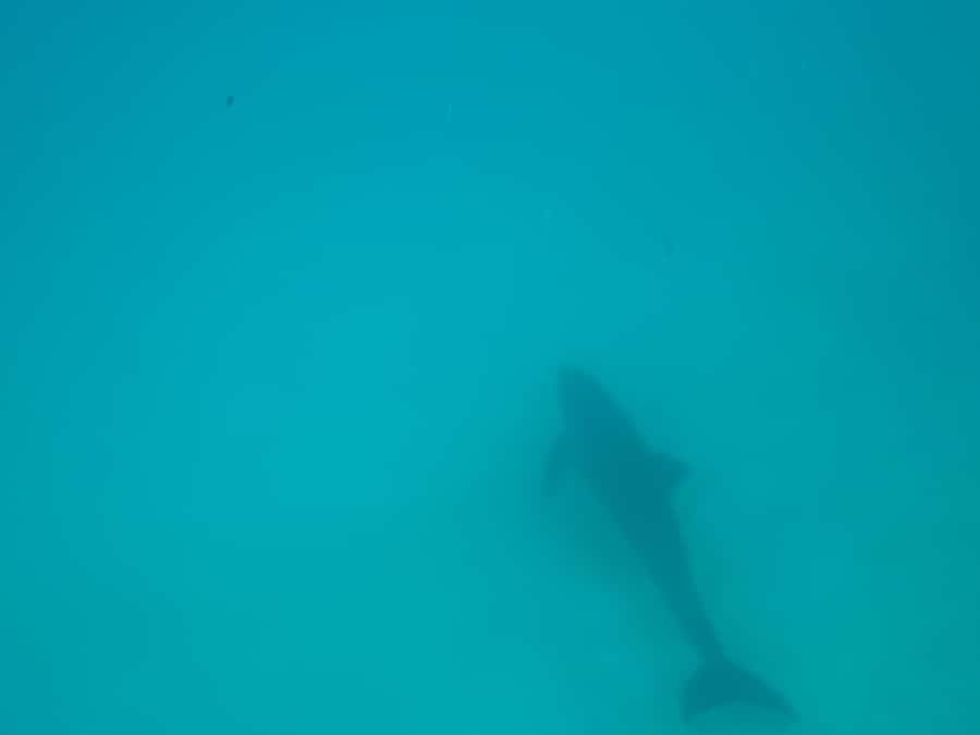 Mnemba dolphin & snorkel: from matemwe, pwani, kwingwa, Uroa - Mnemba Reef Snorkeling: Coral, Fish, and Currents