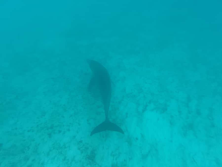 Mnemba dolphin & snorkel: from matemwe, pwani, kwingwa, Uroa - Who Should Book, and Who Should Skip This One