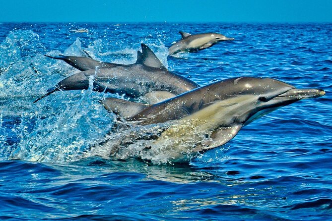 Mnemba Dolphin Tour, The Island Pongwe, Blue Lagoon, Starfish Tour, The Rock - Stop 3: Blue Lagoon near Michamvi and what the deeper water can mean