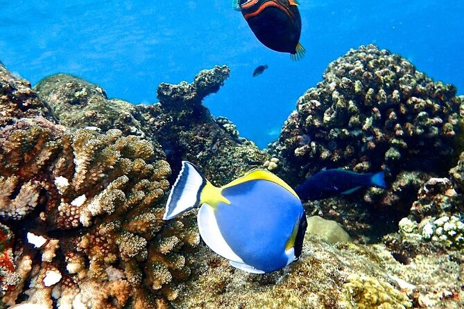 Mnemba Dolphin Tour, The Island Pongwe, Blue Lagoon, Starfish Tour, The Rock - Stop 5: The Rock Restaurant Zanzibar with ocean views and seafood options