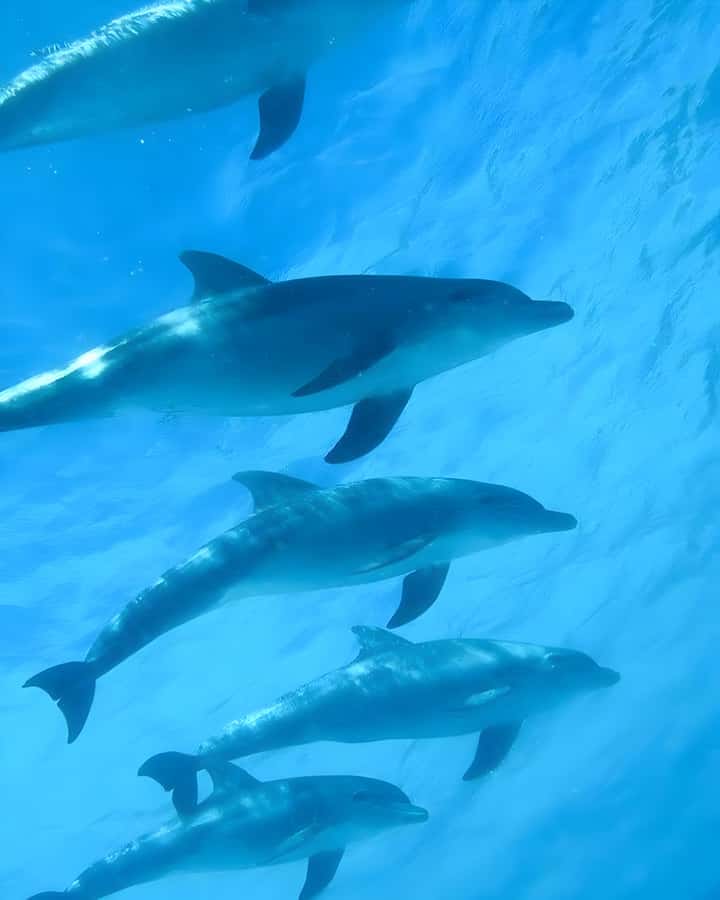 Mnemba Island: Dolphin Swim & Snorkeling with Optional Lunch - What makes this Mnemba tour worth your attention