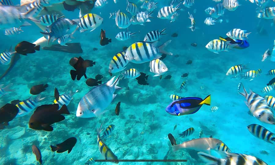 Mnemba Island: Dolphin Swim & Snorkeling with Optional Lunch - Mnemba Island and Mnemba Atoll: where the reef time happens