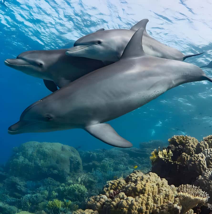 Mnemba Island: Dolphin Swim & Snorkeling with Optional Lunch - Who this tour fits best (and who should think twice)