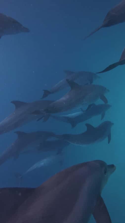 Mnemba Island: Dolphin Swim & Snorkeling with Optional Lunch - Practical tips that actually help on the water