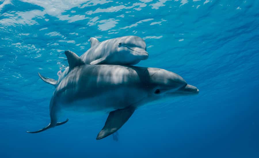 Mnemba Island: Dolphin Swim & Snorkeling with Optional Lunch - The dolphin swim part: fun, fast, and sometimes crowded