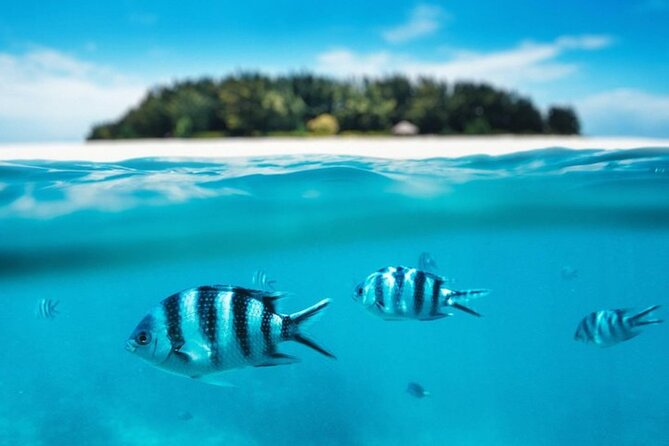 Mnemba Island Half Day Live Aquarium With Transfer - Zanzibar - Group Size, Timing, and Service: How to Judge the Day Yourself