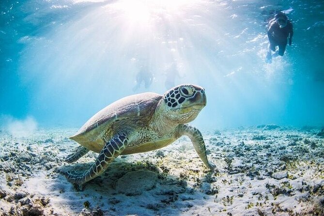Mnemba Island Half Day Live Aquarium With Transfer - Zanzibar - Snorkeling the Protected Coral Reef: The Part You’ll Remember