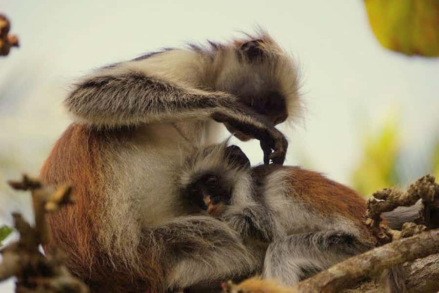 Mnemba Island, Jozani Forest, Kuza Cave, The Rock Restaurant - Jozani Forest and Red Colobus: close-up wildlife without the chaos