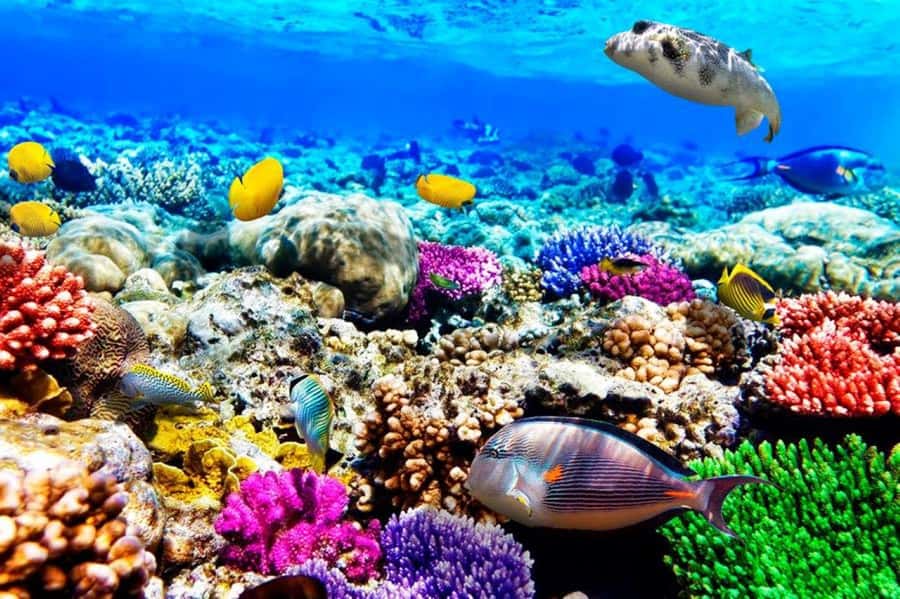 Mnemba Island, Jozani Forest, Kuza Cave, The Rock Restaurant - Mnemba Island Atoll: snorkeling, dolphins, and a shallow sandbank