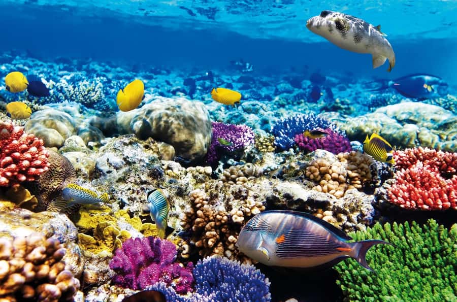 Mnemba Island, Jozani Forest, Starfish Adventure, The Rock - Starfish beach and the gentle water break