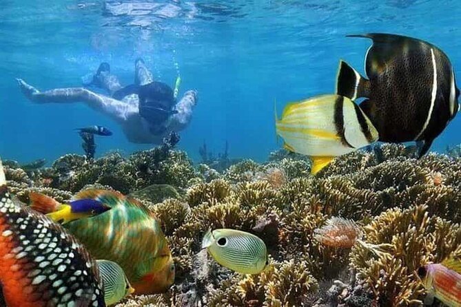 Mnemba Island Marine Safari Snorkeling and Dolphin Watching - Quick hits before you go