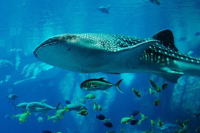 Mnemba Island Marine Safari Snorkeling and Dolphin Watching - Nungwi pickup and the Matemwe start: the trip feels organized