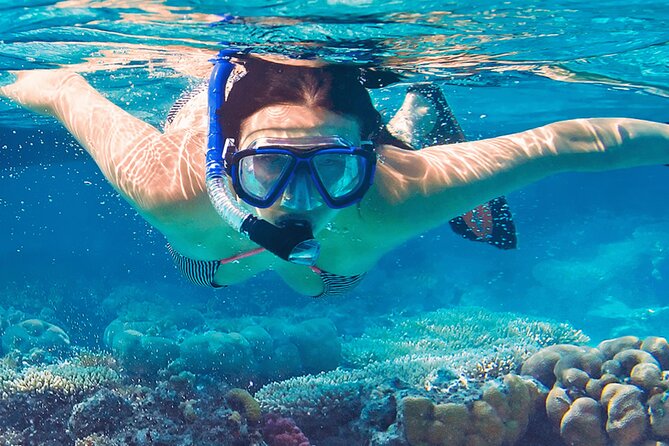 Mnemba Island Marine Safari Snorkeling and Dolphin Watching - Price and logistics: is $150 worth it?