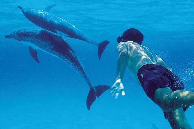 Mnemba Island Marine Safari Snorkeling and Dolphin Watching - Snorkeling Mnemba reef: what you should focus on during your 45 minutes