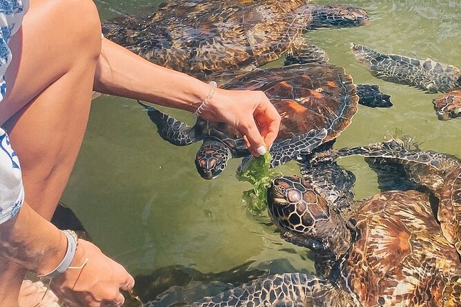 Mnemba Island, Nungwi Village & Sea Turtle Experience - Key highlights I’d plan around