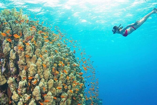 Mnemba Island, Nungwi Village & Sea Turtle Experience - Should you book the Mnemba, Nungwi and sea turtle experience?