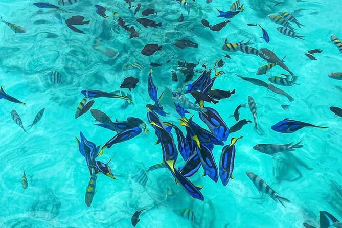 Mnemba Island Snorkeling and Dolphin tour - Snorkeling gear included: the small thing that saves your day