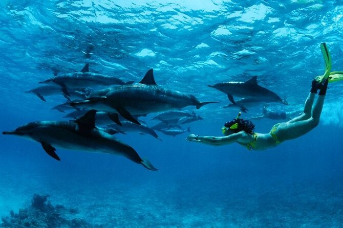 Mnemba Island snorkeling and Swimming with Dolphin - Key Things I’d Watch for on This Trip