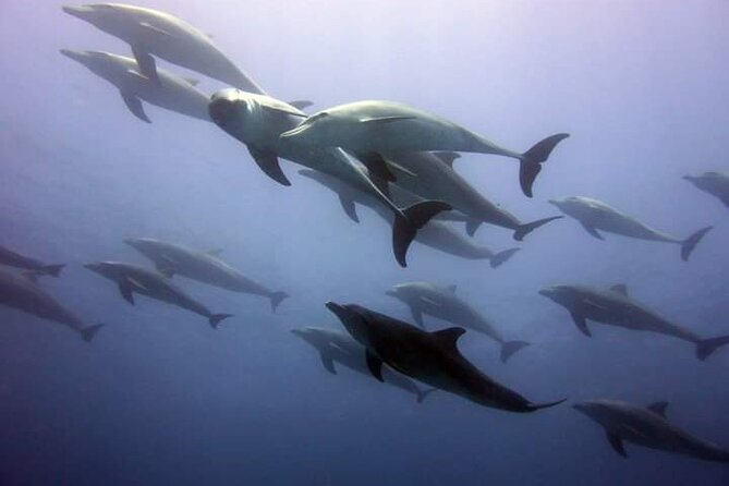 Mnemba Island snorkeling and Swimming with Dolphin - Getting There Starts Early, But It Stays Simple