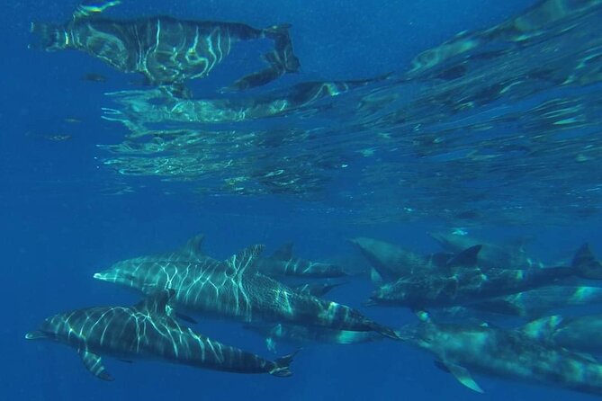Mnemba Island snorkeling and Swimming with Dolphin - Price and Value: Why $55 Can Make Sense Here