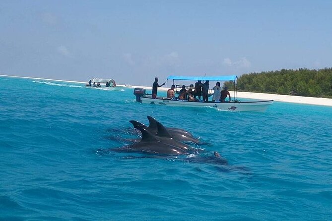 Mnemba Island snorkeling and Swimming with Dolphin - Who This Is Best For