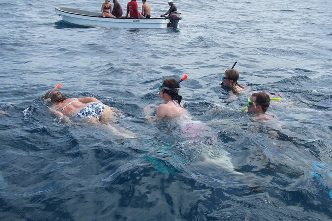 Mnemba Island Snorkeling and Swimming with Dolphins - Key highlights you should know