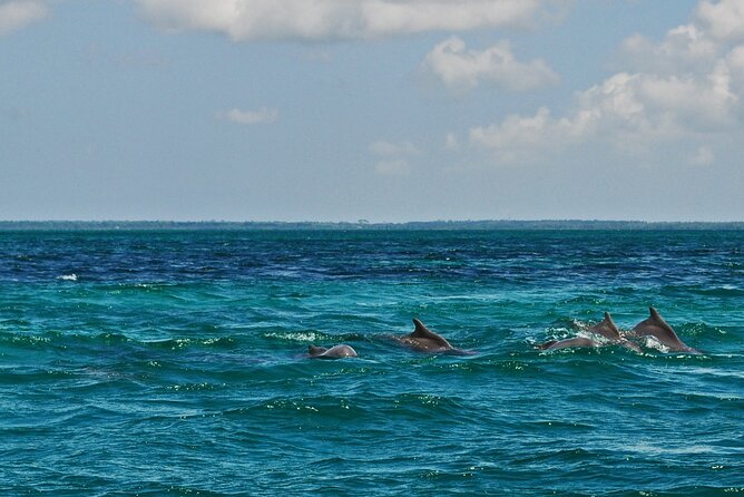 Mnemba Island Snorkeling and Swimming with Dolphins - Price and value: is $65 a fair deal?