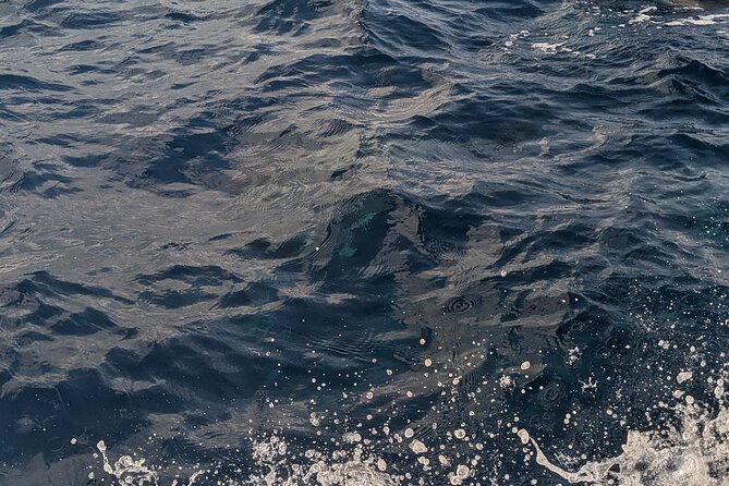 Mnemba Island Snorkeling and Swimming with Dolphins - Who this Mnemba Island tour suits best