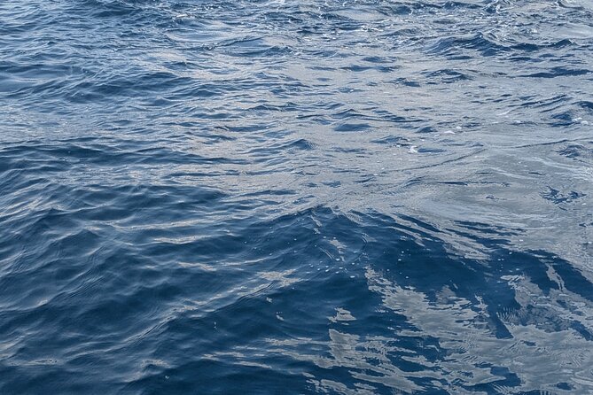 Mnemba Island Snorkeling and Swimming with Dolphins - Should you book Mnemba Island snorkeling and the dolphin swim?