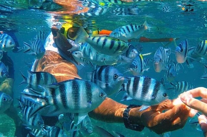 Mnemba island snorkeling tour - Snorkeling at Mnemba: what you’ll do in the water